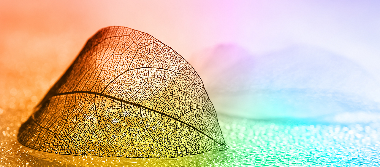 ESG-News - Das Foto zeigt ein fragiles durchscheinendes Blattgerippe mit changierenden Farben im Hintergrund